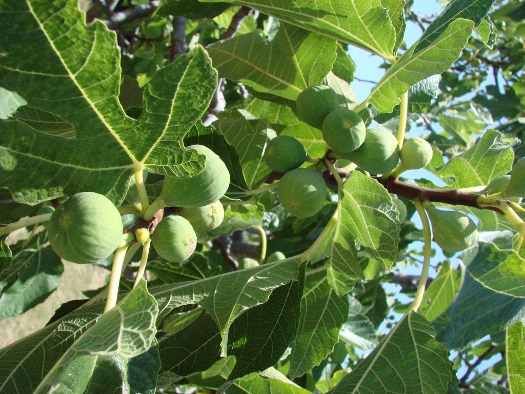 Ficus carica