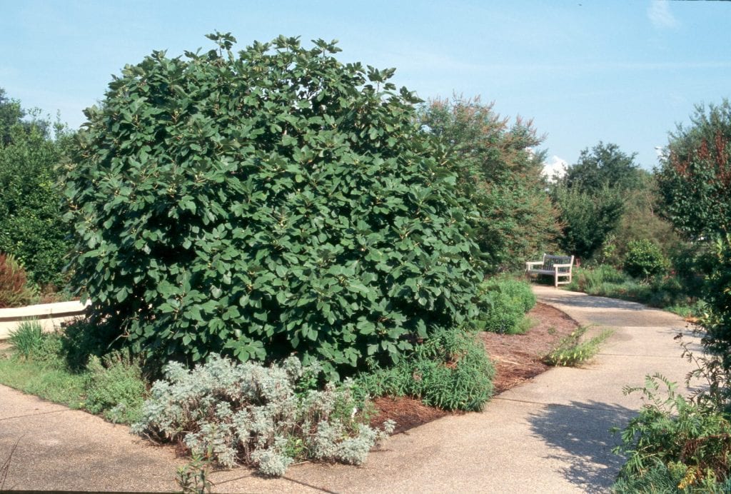 Ficus carica en el jardín