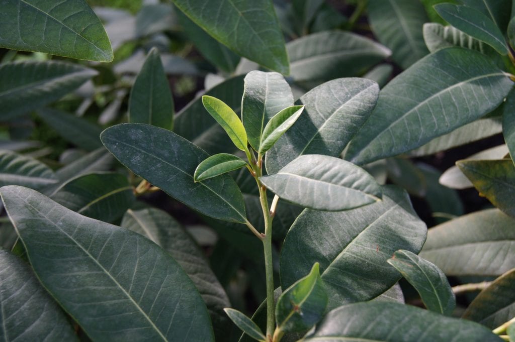 Persea indica