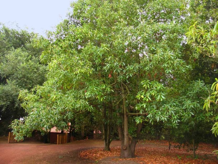 Persea indica