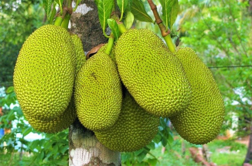 arbol con frutos llamados Yaka (Artocarpus heterophyllus)