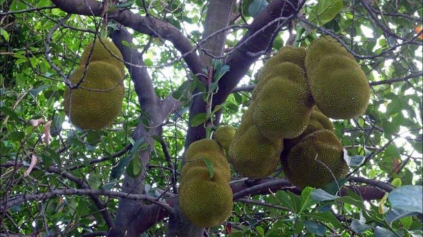arbol con yakas, llamada la fruta milagrosa