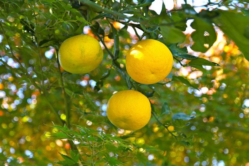 Los frutos del yuzu parecen limones