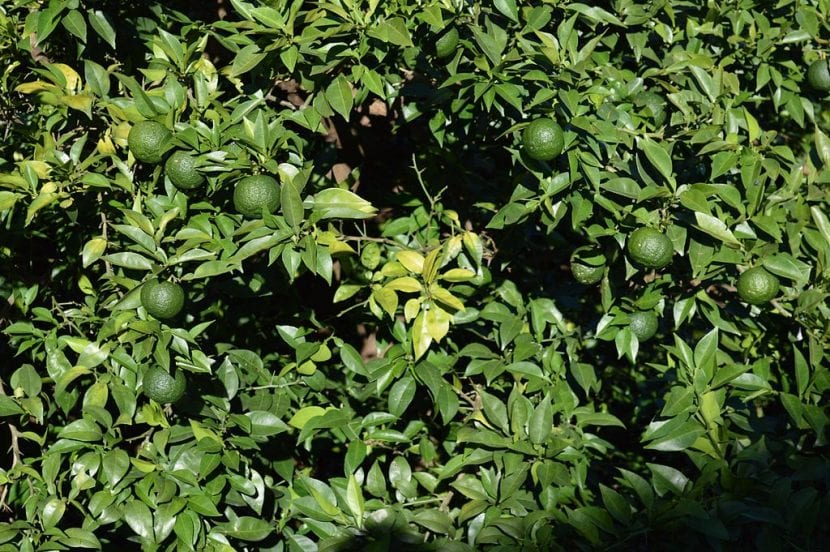 El yuzu es un cítrico pequeño