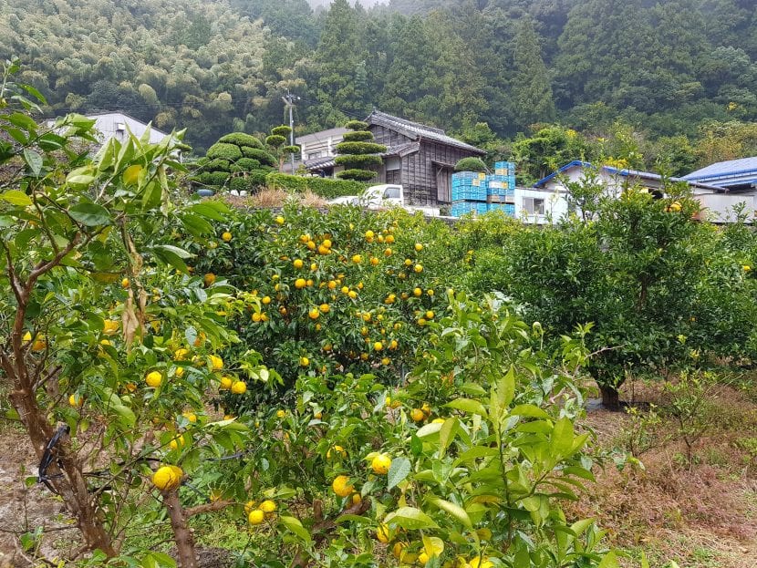 El yuzu es un arbusto perennifolio