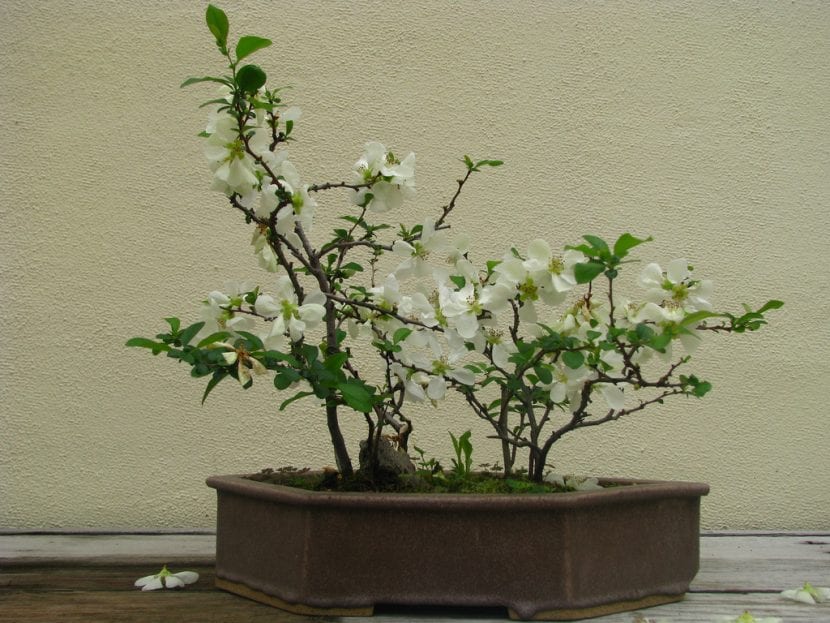 Vista del bonsái de Chaenomeles de flor blanca