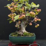 El bonsái de manzano produce frutos