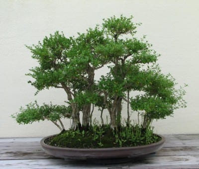 Bonsái de Serissa phoetida en maceta