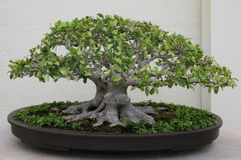 Bonsái de Ficus microcarpa con tronco engrosado y copa densa