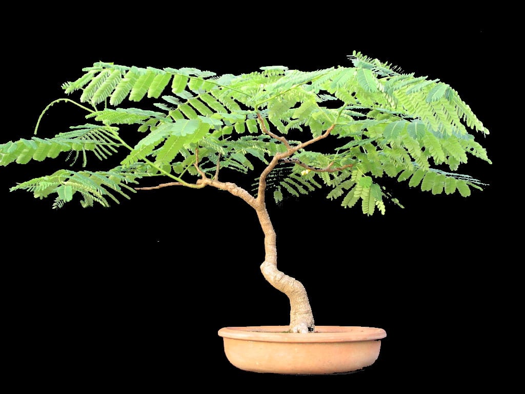 Bonsái de flamboyán: cultivo real de Delonix regia