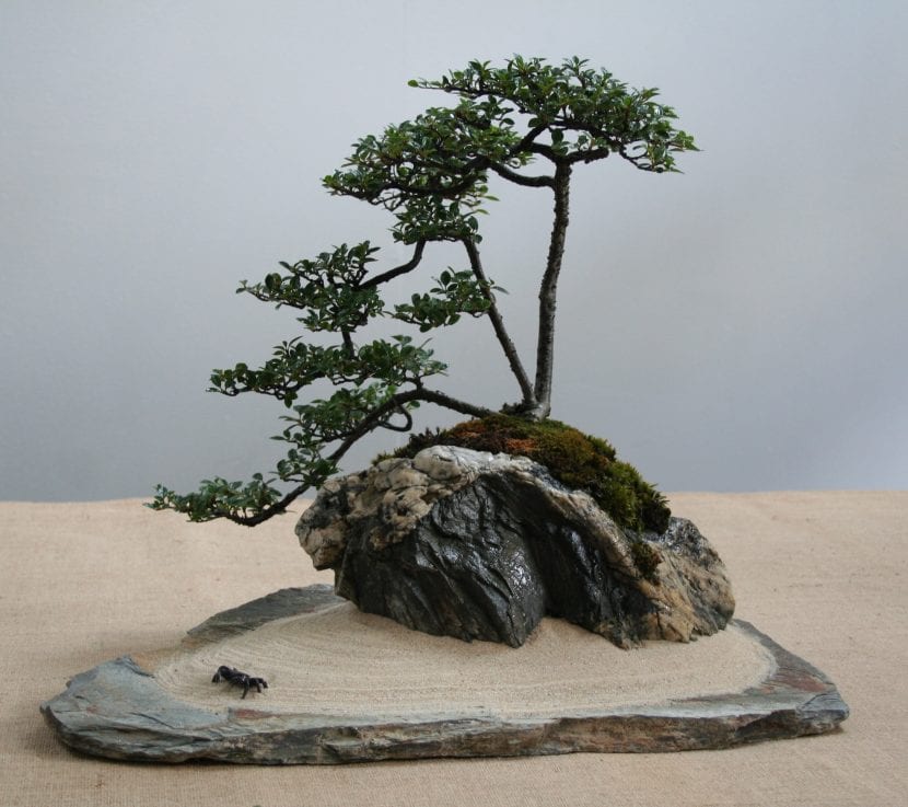 El Cotoneaster se puede trabajar como bonsái