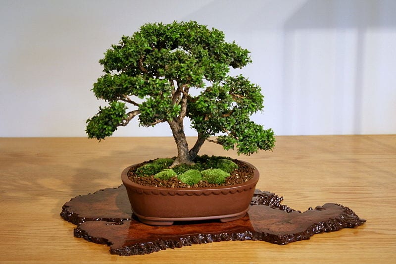 El boj es una planta de hojas pequeñas perfecto para bonsai
