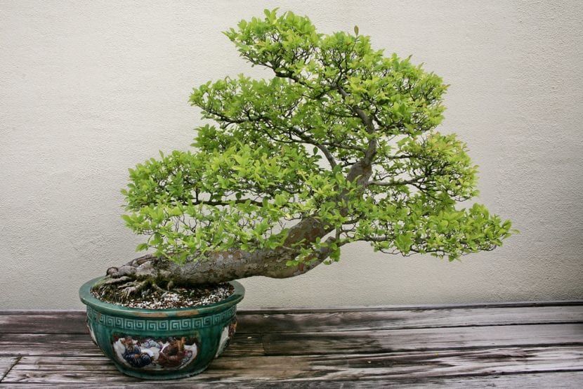 Precioso bonsái de olmo que puedes tener por unos mínimos cuidados