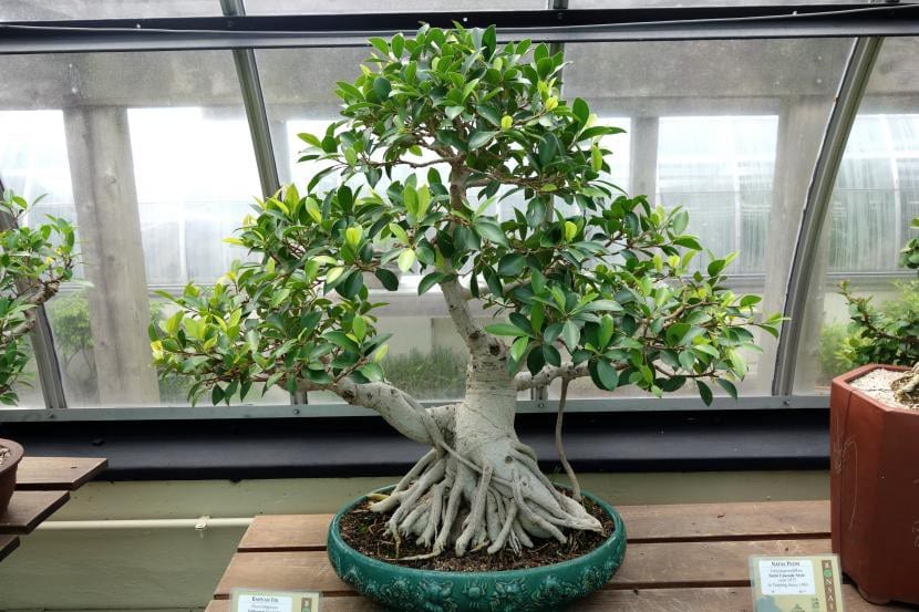 Bonsái de Ficus rubiginosa, una planta apta para principiantes