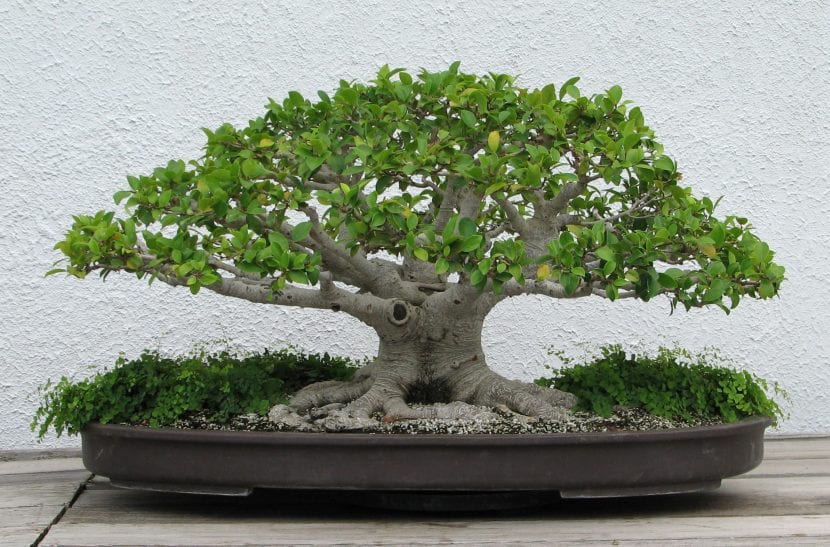 Bonsái de Ficus microcarpa, uno de los más fáciles de cuidar