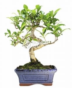Proyecto de bonsái de Ficus retusa