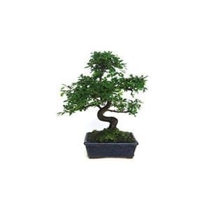 Olmo chino, un proyecto de bonsái