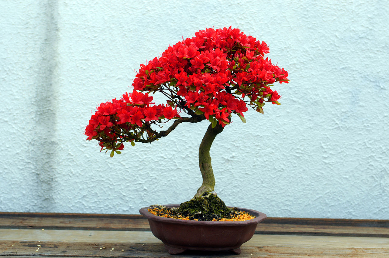 Vista del bonsái de azalea en flor