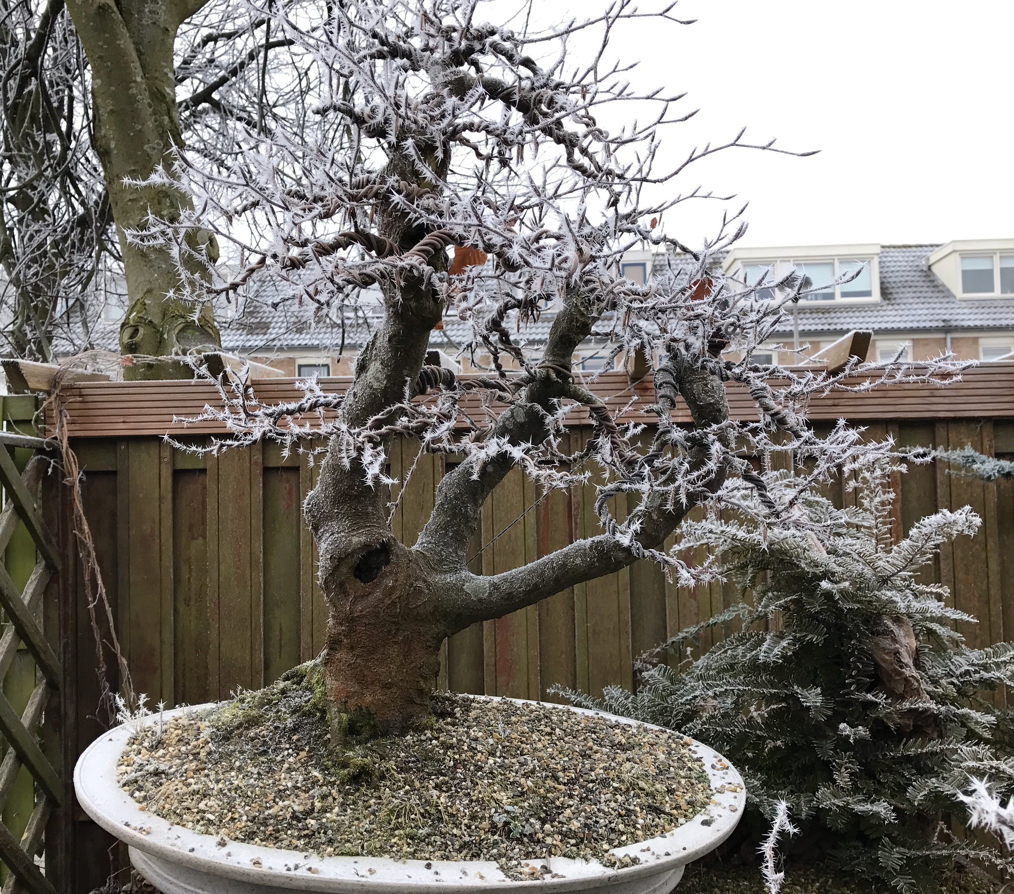 Vista del bonsai de haya en invierno