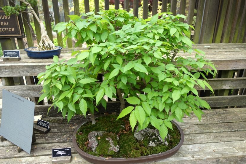 Bonsái de Zelkova serrata