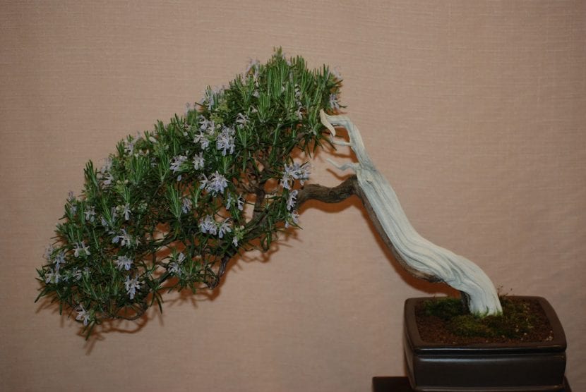 Bonsai de romero