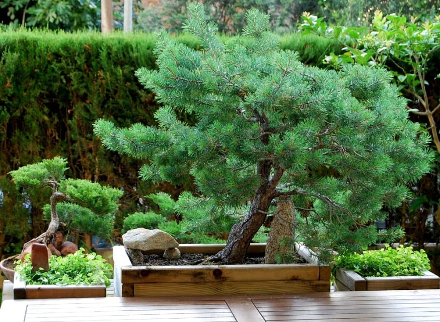 Bonsái de pino piñonero: guía de cuidados de Pinus pinea