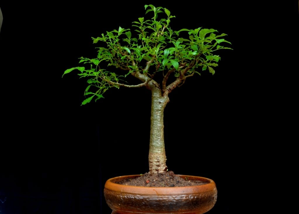 Bonsái de baobab: cultivo desde semilla y cuidados