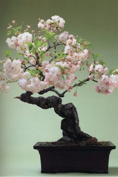 Bonsái de cerezo japonés o Prunus serrulata