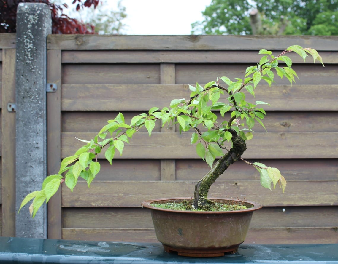 Bonsái de cerezo japonés: cuidados y cuándo podarlo