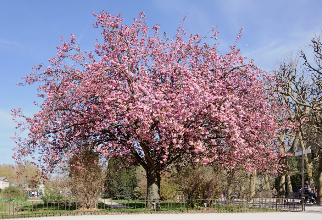 Árbol de Prunus serrulata o cerezo japonés