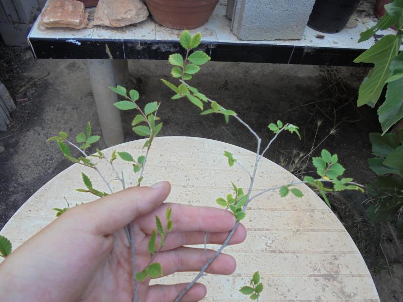 Ramas de olmo