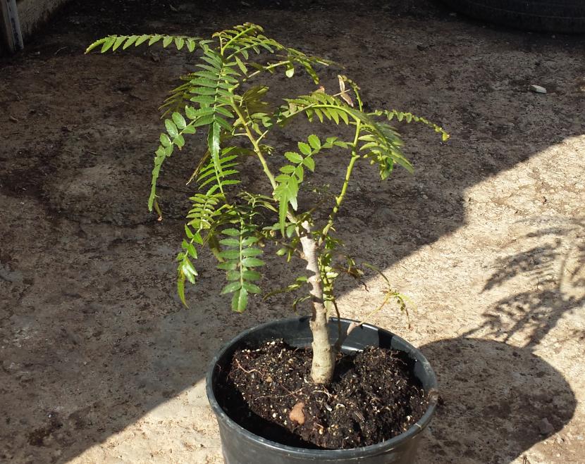 Árbol