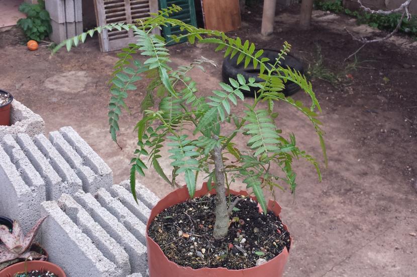 Schinus