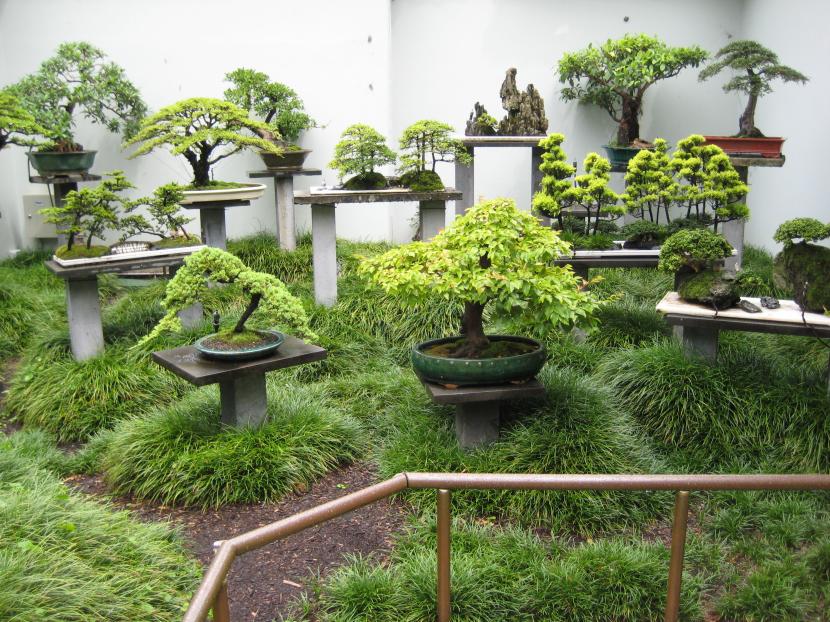 Colección de bonsáis