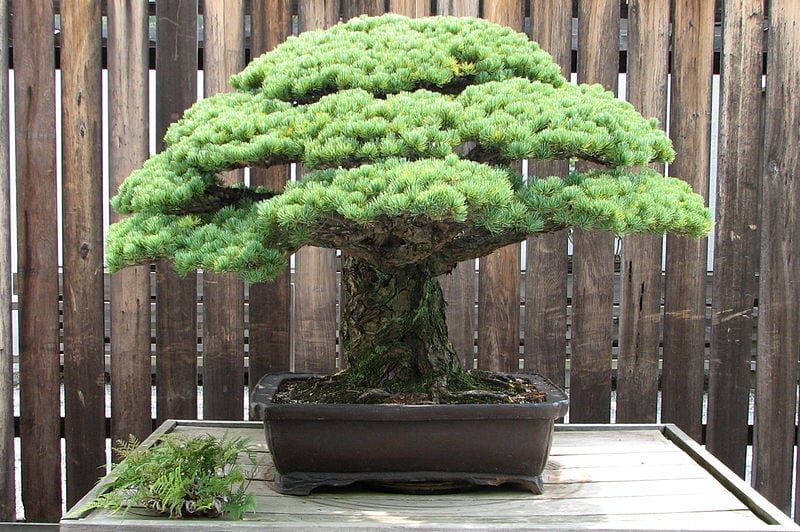 El pino Yamaki, el bonsái que sobrevivió a Hiroshima