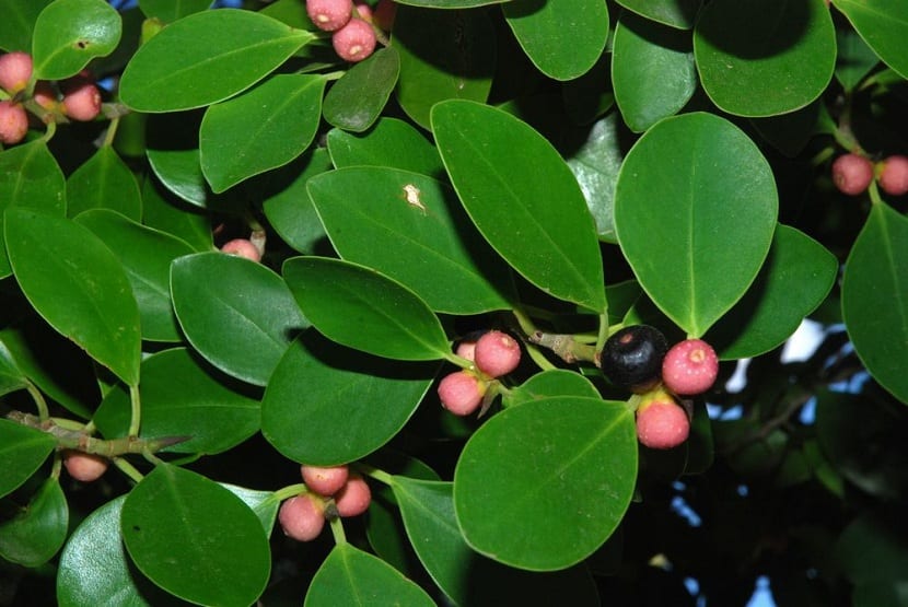 Detalle del Ficus microcarpa
