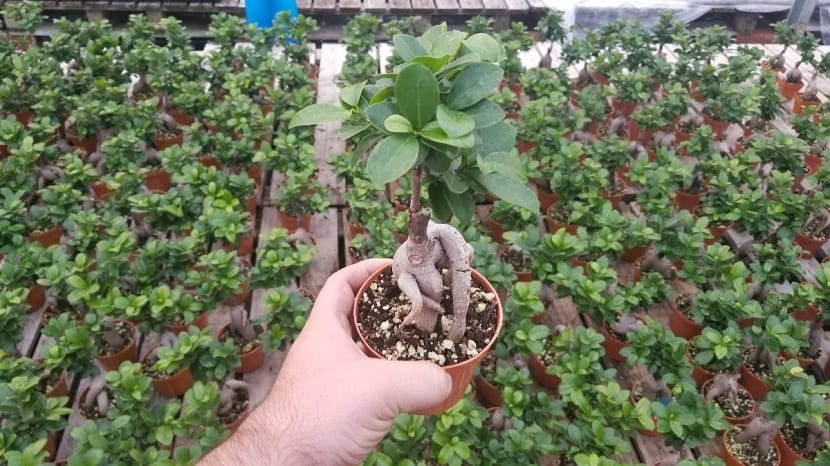 Ficus microcarpa en maceta