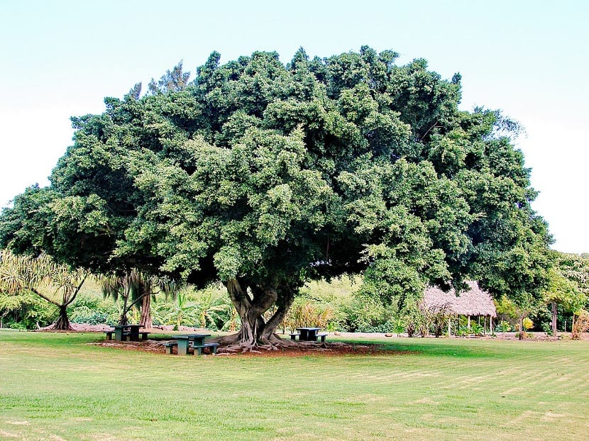 Ficus microcarpa original