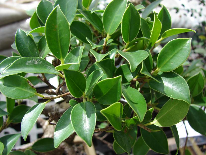 Ficus microcarpa