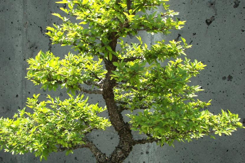 Bonsái de árbol