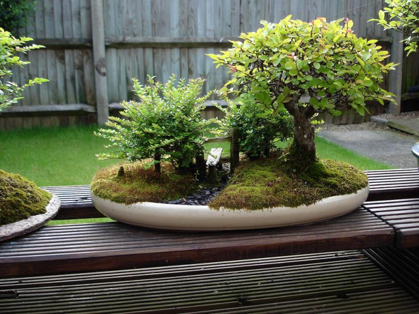 Bonsai
