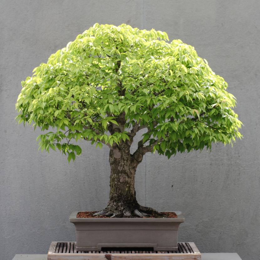 Zelkova