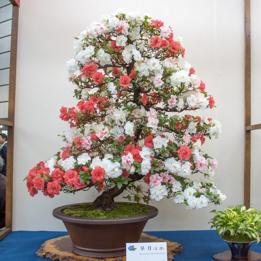 Asombroso bonsái de Azalea en flor