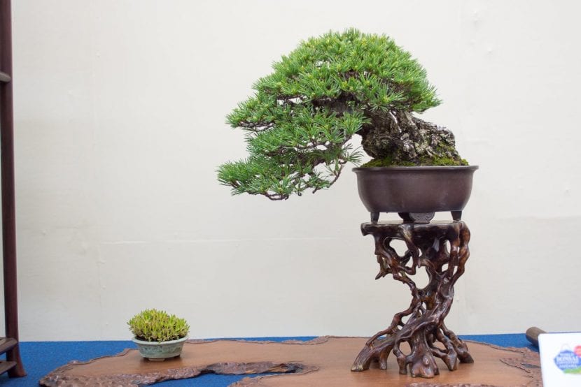 Bonsái de Pino blanco japonés