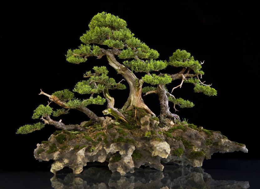 Junípero de San José