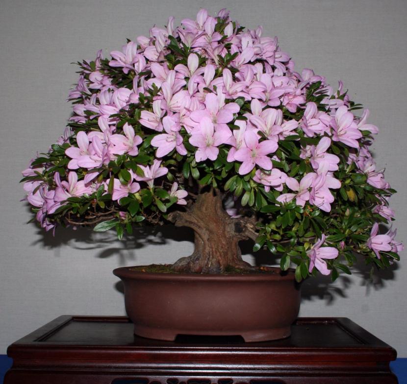Bonsai azalea