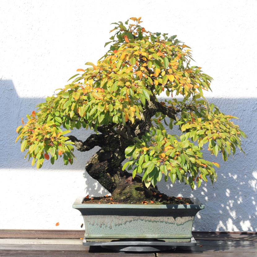 Bonsai Malus