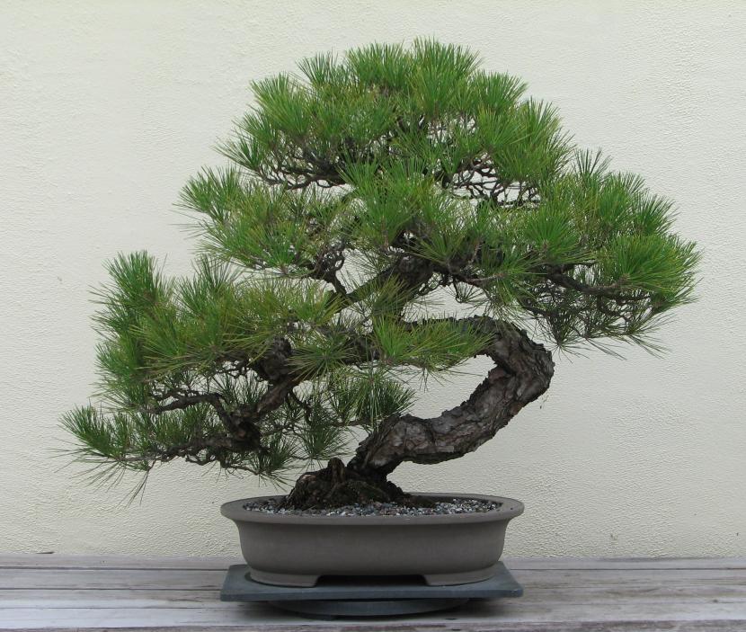 Bonsai pino