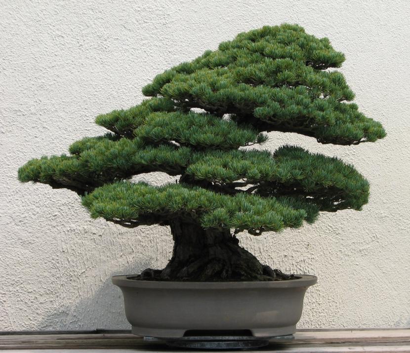 Bonsai pino japonés