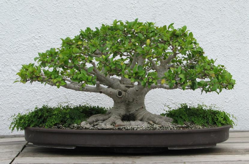 Ficus neriifolia